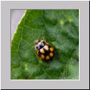 Propylea quatuordecimpunctata - Schwarzgefleckter Marienkaefer 03.jpg